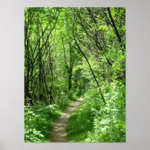 Póster Trayectoria de bosque verde