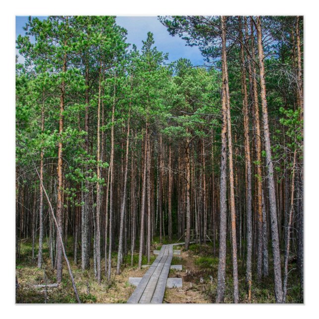 Póster Trayectoria de madera en bosque de pinos (Anverso)