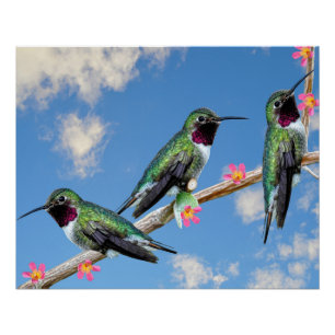 Póster Trazado de tela estirada Imprimir tres Hummingbird