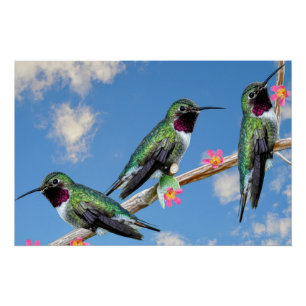 Póster Trazado de tela estirada Imprimir tres Hummingbird