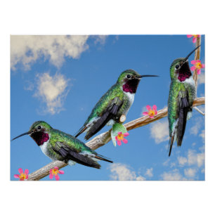 Póster Trazado de tela estirada Imprimir tres Hummingbird