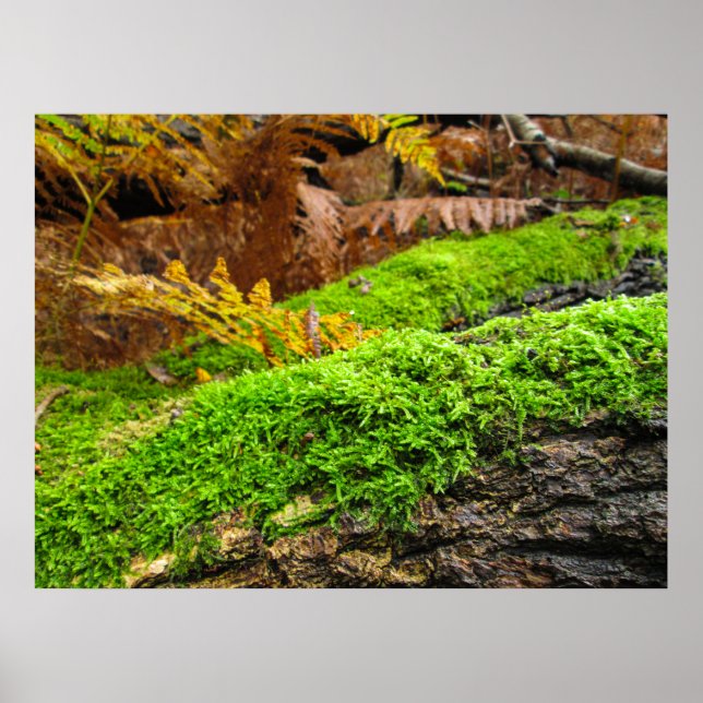 Póster Tree Bark in Autumn Moss - Personalised (Frente)