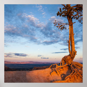 Póster Tree Clings to Ledge, Bryce Canyon National Park