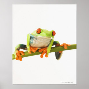 Póster Tree frog on stem