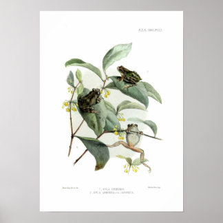Póster Tree frogs