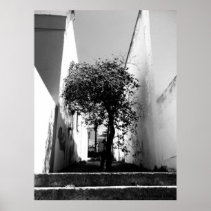 Póster "Tree In Cape Town" JTG Art Poster