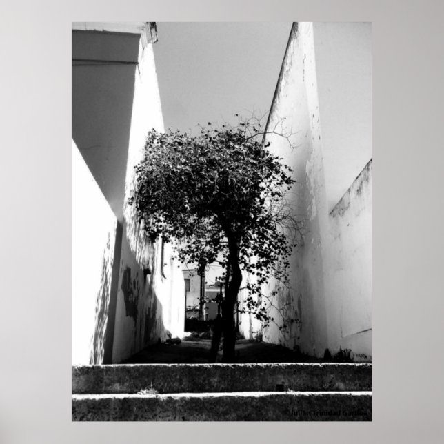 Póster "Tree In Cape Town" JTG Art Poster (Frente)