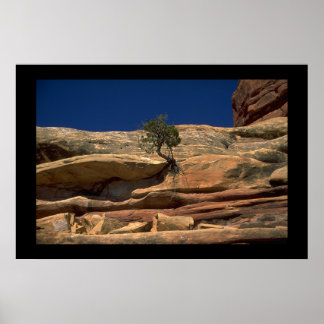 Póster Tree in the wall