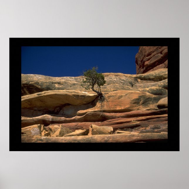 Póster Tree in the wall (Frente)