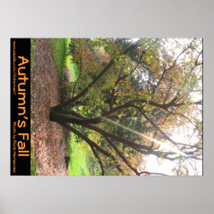 Póster Tree Light Ray Autumn's Fall Poster
