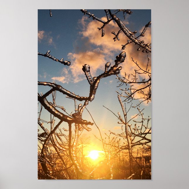Póster tree limb icicles (Frente)