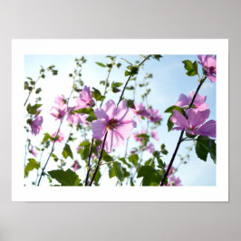 Póster Tree Mallow Blooms in Summer Poster