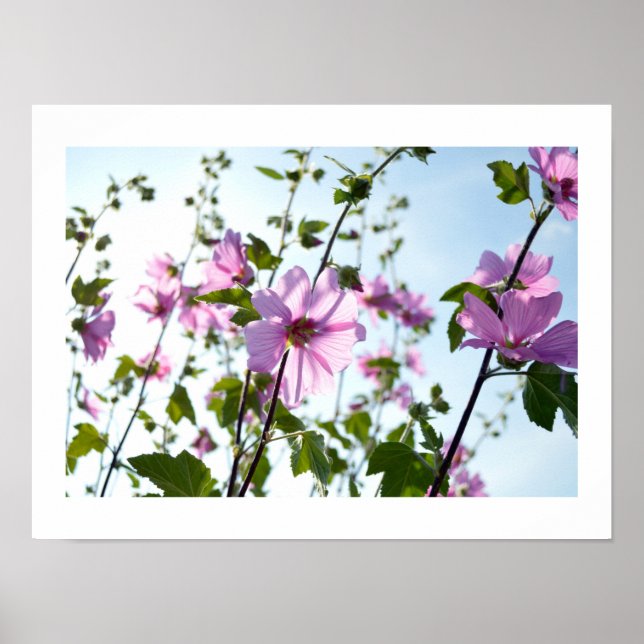 Póster Tree Mallow Blooms in Summer Poster (Frente)