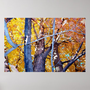 Póster Tree Maple Trees Autumn Foliage