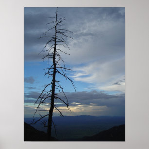 Póster Tree Silhouette