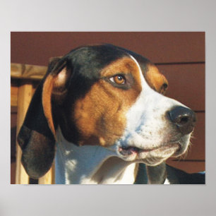 Póster Treeing Walker Coonhound