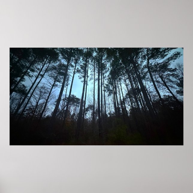 Póster Trees & Fog,  Poster (Frente)