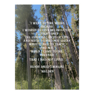 Póster Trees Forest Woods Thoreau