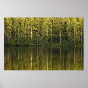 Póster Trees Reflected In The Water