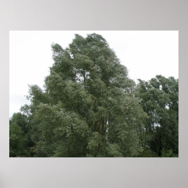 Póster Treetops Print (Frente)
