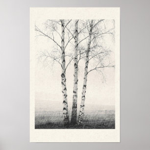 Póster Tres abedules de invierno Foto de naturaleza en bl