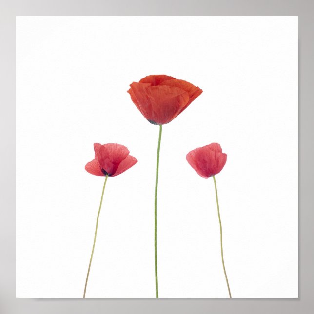 Póster Tres amapolas (Frente)