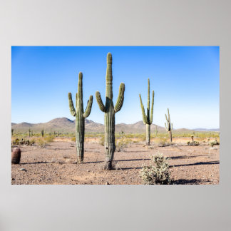 Póster Tres Amigo Saguaros