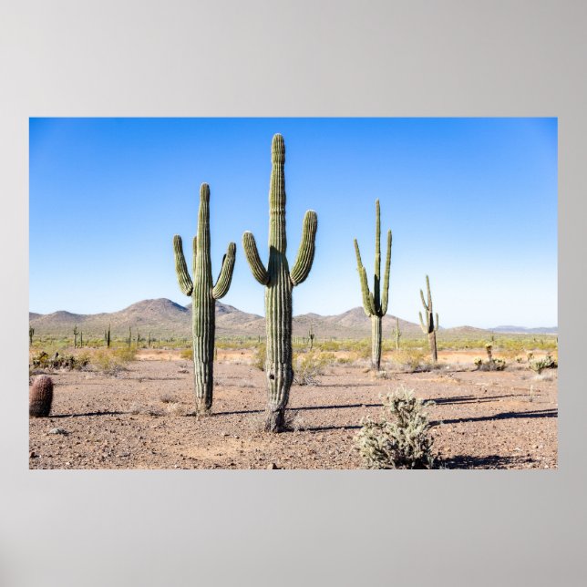 Póster Tres Amigo Saguaros (Frente)