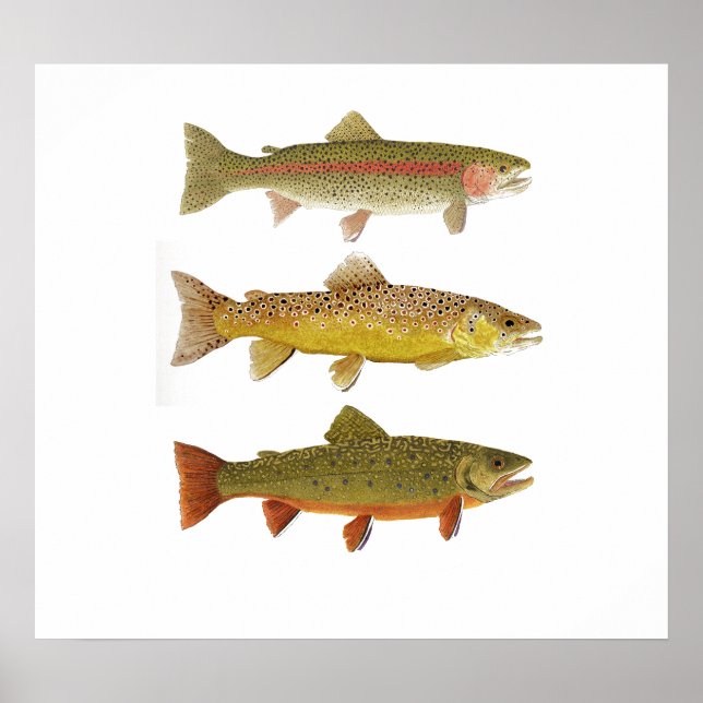 Póster Tres Amigos - Arcoiris, marrón y trucha de Brook 2 (Frente)
