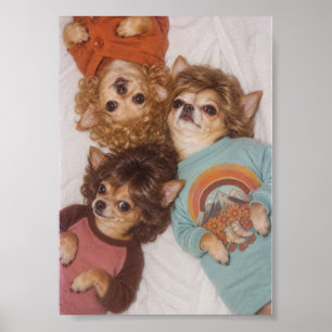 Póster Tres amigos Chihuahua con el pelo grande de los 80