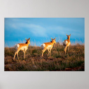 Póster Tres antílopes alejándose al atardecer