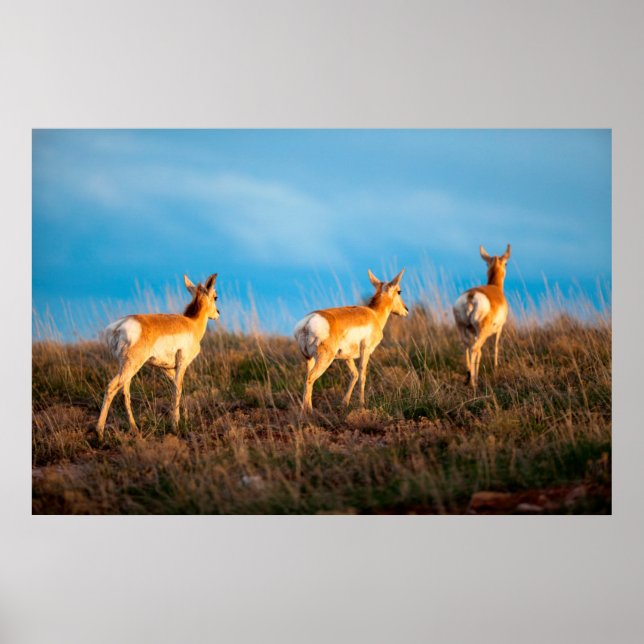 Póster Tres antílopes alejándose al atardecer (Frente)