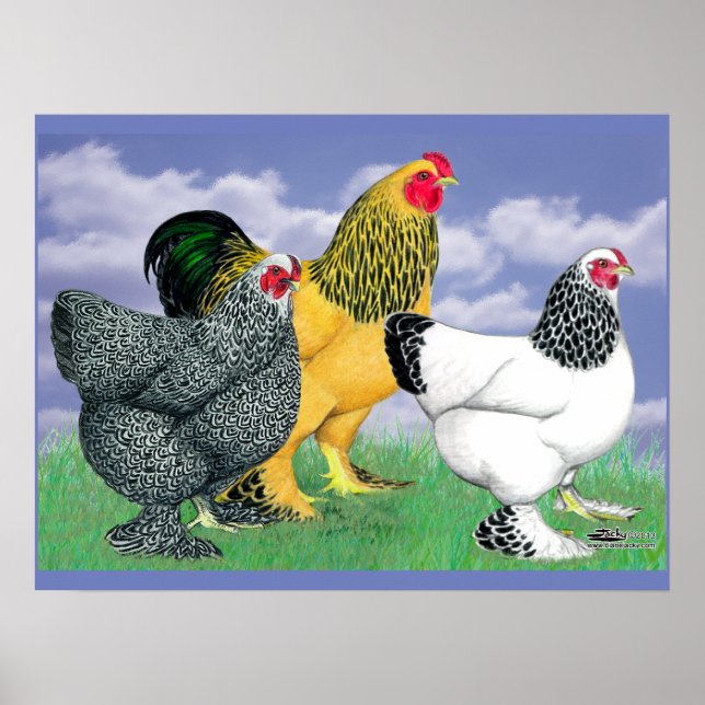 Póster Tres Brahmas (Frente)