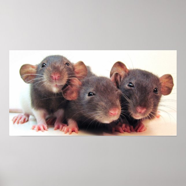 Póster Tres bromistas (Frente)