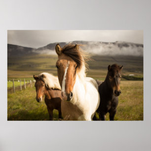 PÓSTER TRES CABALLOS DE COLOR ASORTADO CORRIENDO ALEJADOS