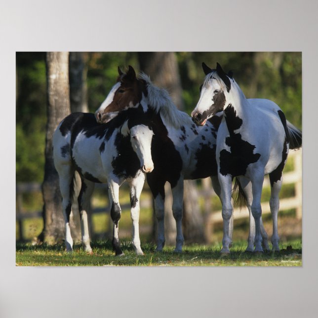 Póster Tres Caballos Pintados Parados Juntos (Frente)
