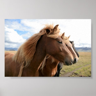 Póster Tres caballos seguidos de Poster