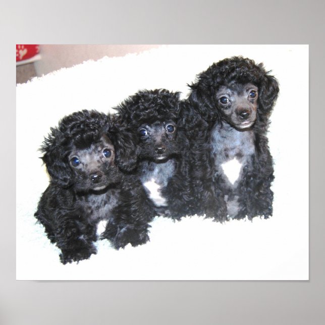 Póster Tres cachorros de juguete negro (Frente)