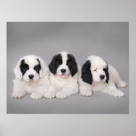 Póster Tres cachorros de Landseer