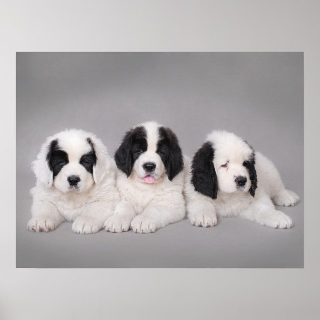Póster Tres cachorros de Landseer (Frente)