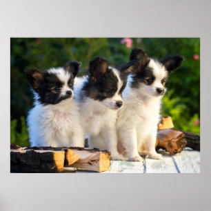 Póster Tres cachorros de Papillon en un banco de jardín