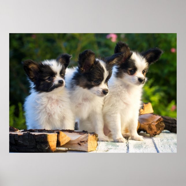 Póster Tres cachorros de Papillon en un banco de jardín (Frente)