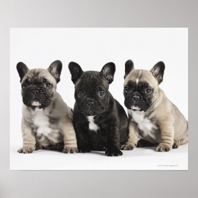Póster Tres cachorros pedigree (Frente)