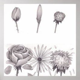 Póster Tres capullos de flores cerrados en la parte super