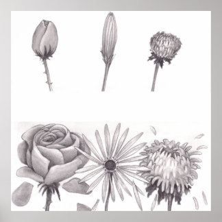 Póster Tres capullos de flores cerrados en la parte super