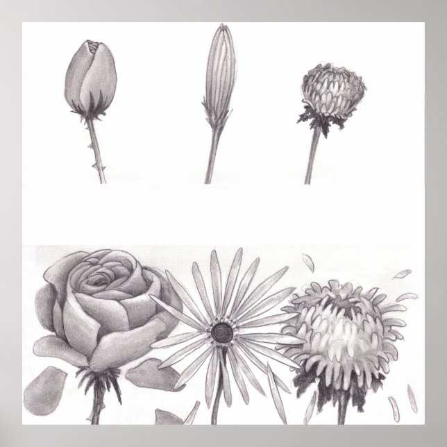 Póster Tres capullos de flores cerrados en la parte super (Frente)