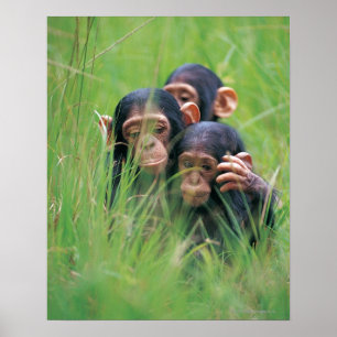 Póster Tres chimpancés jóvenes (Pan troglodytes) en