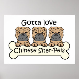 Póster Tres chinos Shar-Peis