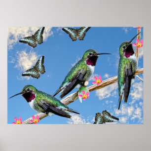 Póster Tres colibríes encaramados en un Poster de rama