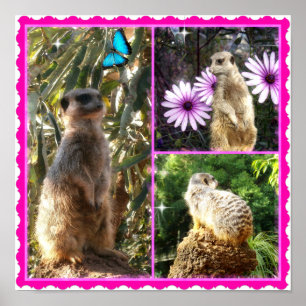 Póster Tres Collages de fotos de Meerkat, Poster
